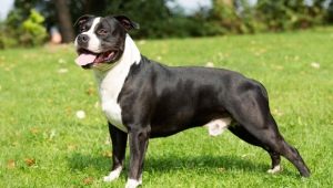American Staffordshire Terrier: ciri baka dan pembiakan