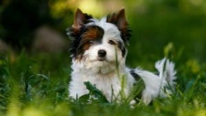 White Yorkshire Terrier: hoe ziet het eruit, hoe kies je een puppy en zorg je voor hem?