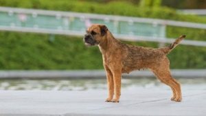 Border Terrier: descripción de la raza, educación y mantenimiento.