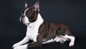 Boston Terrier: penerangan baka, warna, makanan dan penjagaan