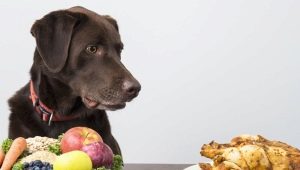 Vad och hur man matar hundarna?