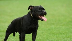 Black Staffordshire Terrier: comment regarder et comment prendre soin de lui?
