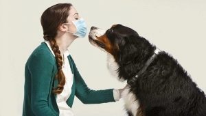 Hypoallergiset koirat: luettelo suosituista roduista