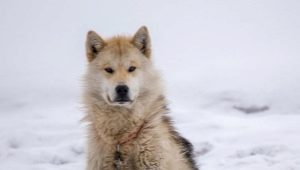 כלבים גרינלנד: גזע מאפיינים ותוכן