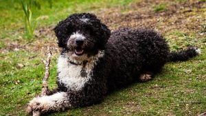 كلب مائي أسباني: الوصف ، الطبيعة ومحتوى السلالة