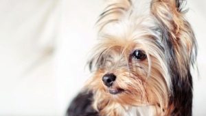Yorkshire Terriers: standarde de rasă, caracter, varietăți și conținut
