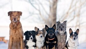 Comment puis-je déterminer la race de chiens?