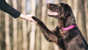 كيفية تعليم الكلب لإعطاء مخلب؟