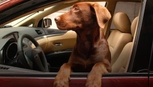 Sådan transporterer du en hund i en bil?
