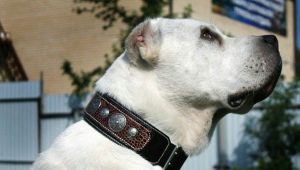 Hoe kies je een halsband voor honden van groot ras?