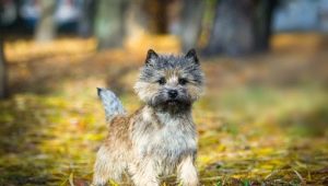 Cairn Terrier: Caractéristiques de la race, contenu et choix des surnoms