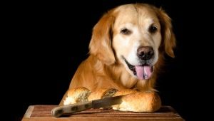 Este posibil să dați câinii pâine și care este mai bine să se hrănească?