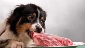 Kjøtt til hunder