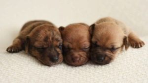Pasgeboren puppy's: kenmerken van ontwikkeling, geslachtsbepaling en zorgnuances