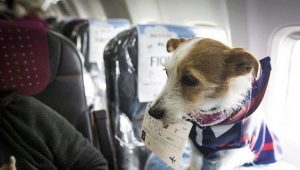 Kenmerken van het transport van honden in het vliegtuig