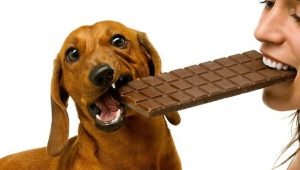 Hvorfor hunder ikke skal få sjokolade?