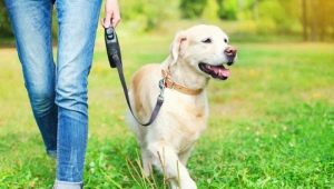 Hundebånd: hva er og hvordan du velger?