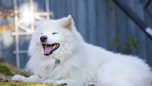 Bolyhos kutyák: Fajta áttekintése