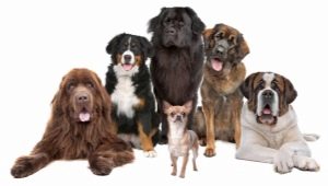 De sterkeste hundene i verden: en anmeldelse og råd om valg