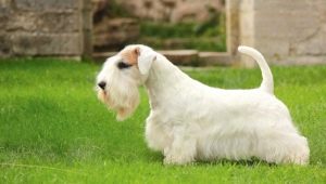 Sealyham Terrier: كل ما تحتاج لمعرفته حول تولد