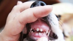Cambio de dientes de leche en perros: rango de edad y posibles problemas.