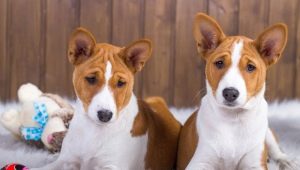 Honden die niet werpen: het beste ras en de nuances om voor hen te zorgen