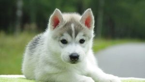 Lista över vackra och roliga smeknamn för huskies