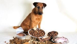 פרימיום יבש מזון לכלבים