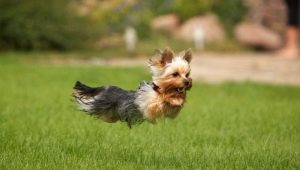 Subtiliteter träning Yorkshire terrier