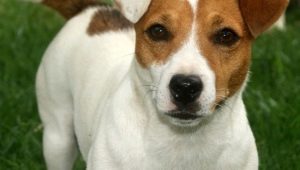 Recorte y preparación de Jack Russell Terrier