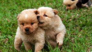 Варианти на имена за кучета-момчета от малки породи