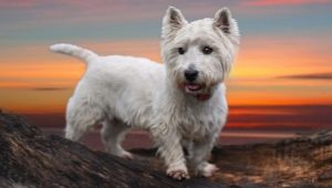 West Highland White Terrier: tudo sobre a raça do cão
