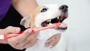 Típusok és ajánlások a fogkefe kiválasztására kutyák számára