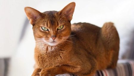 Abyssinian katte af sorrel farve: farve og subtilitet