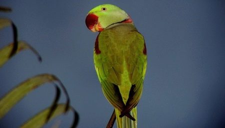 นกแก้วซานเดรีย: คำอธิบายการบำรุงรักษาและการปรับปรุงพันธุ์