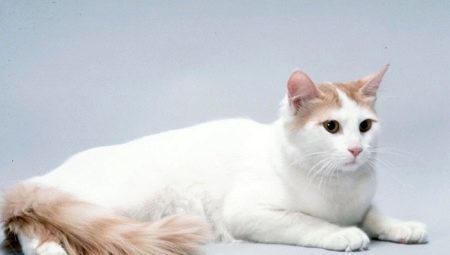 Anatolske katte: racebeskrivelse, indholdsfunktioner
