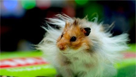 Angora hamster: breed features, maintenance and care