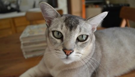 Ázsiai macska: a fajta leírása és jellege, tartalma