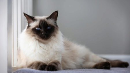 Balinéz macska: a fogvatartás eredete, jellege és feltételei