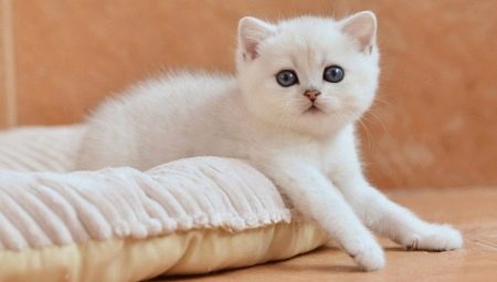 Fehér brit macskák: fajta leírása és tartalma