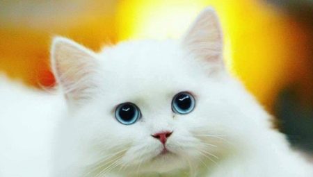 Hvide katte: beskrivelse og populære racer
