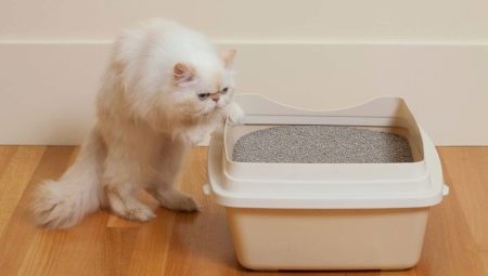 Bentonite cat litter: the pros, cons and choice