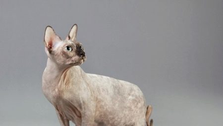 Pregnant sphinx cats: characteristics, timing, care