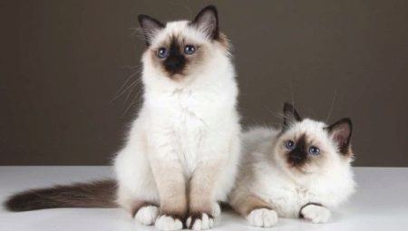 חתולים בורמזים: תכונות, בחירות וטיפול