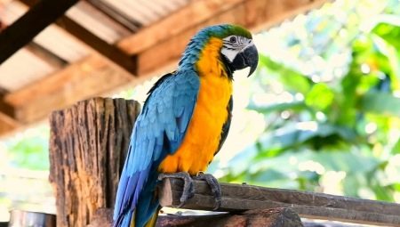 Big parrots: description, types and features of the content