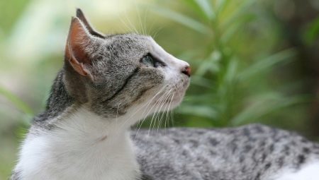 البرازيلي الشعر القصير القط: وصف تولد وميزات المحتوى