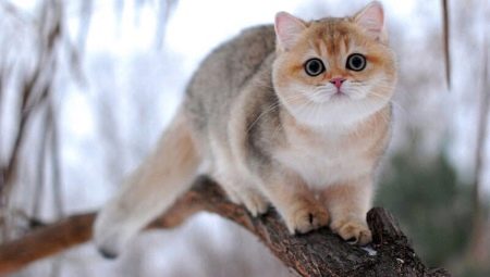 Brit chinchilla: a macskák színválasztékai, a természet és a tartalom