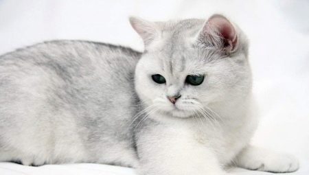 القطط البريطانية الشعر القصير: ميزات تولد ، الاختلافات اللون وقواعد حفظ
