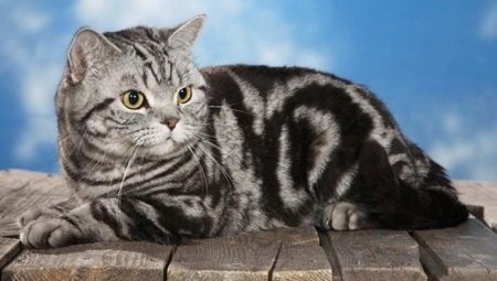 Britų tabby katės: įvairovė ir turinys