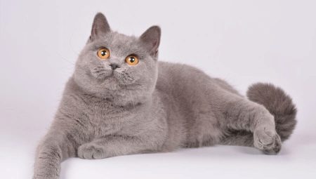 Brit lila macskák és macskák: leírások és nevek listája